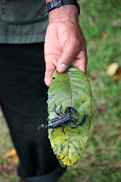 Scorpion Sri Lanka
