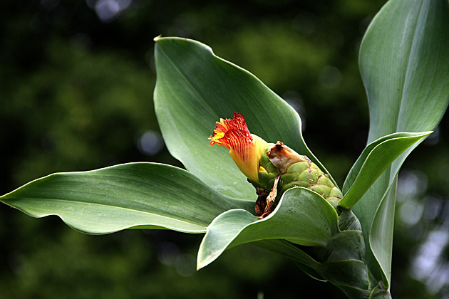 Peradeniya botanical flowers