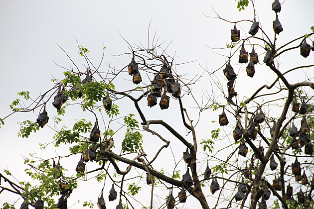 Sleeping fruit bats