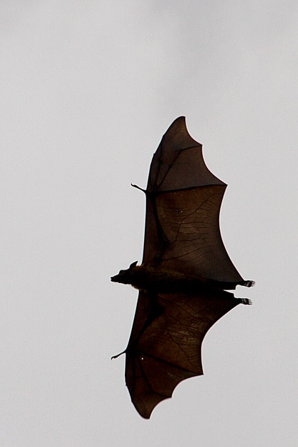 Giant bat Sri Lanka