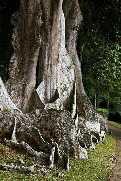 Crazy old tree Sri Lanka