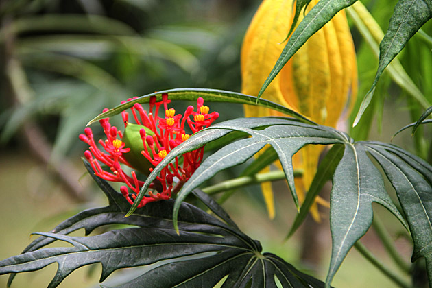 Secret plants of Sri Lanka