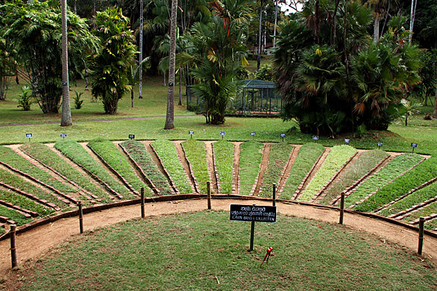 Herb Garden Sri Lanka