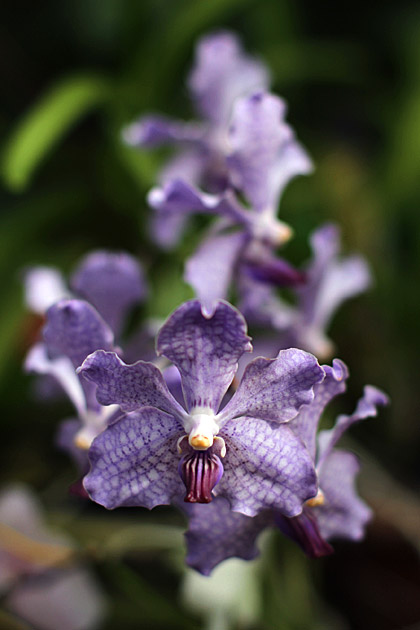 Violet Orchids Sri Lanka