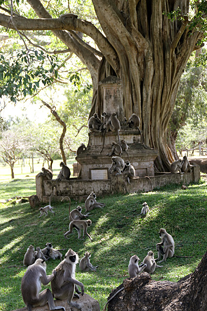 Anuradhapura monkeys and a shrine