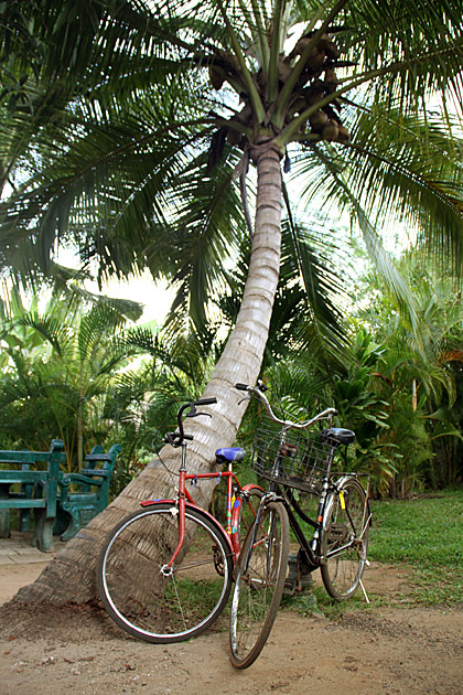 Bikes under palm tree in Sri Lanka