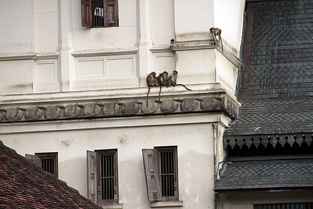 Sri Lanka monkeys