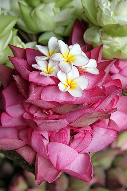 Lotus and Jasmin flower offerings