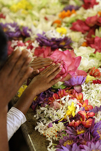 Temple of the Tooth flowers