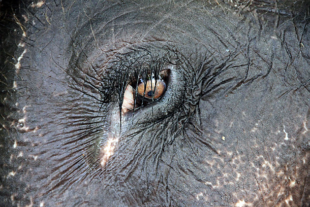 Elephant eye close up