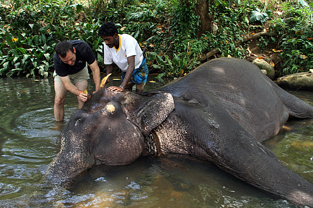 Washing elephant Sir Lanka