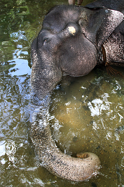 Millennium Elephant Foundation Sri Lanka