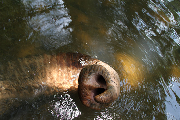 Inside elephant trunk