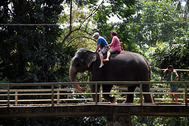 Tourists riding elephants sad