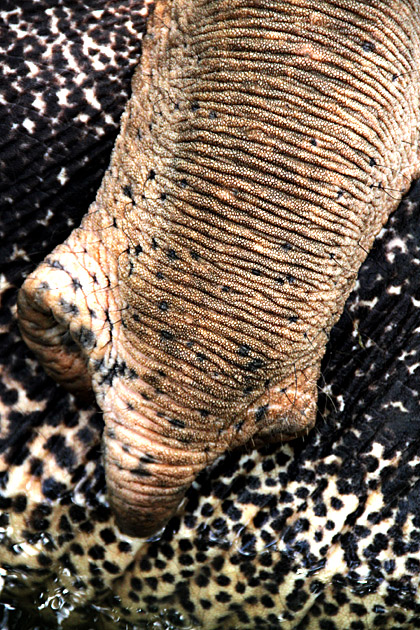 Elephant trunk closeup