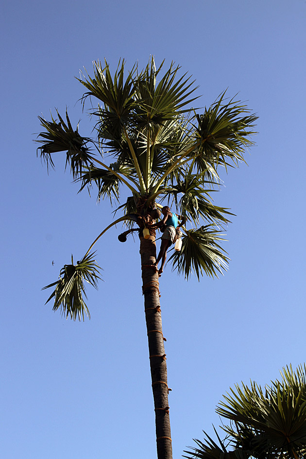 Toddy palm tree in Sri Lanka