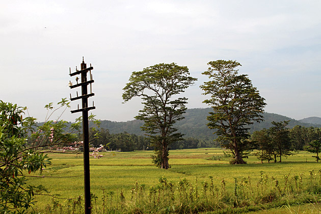 Train landscapes Sri Lanka