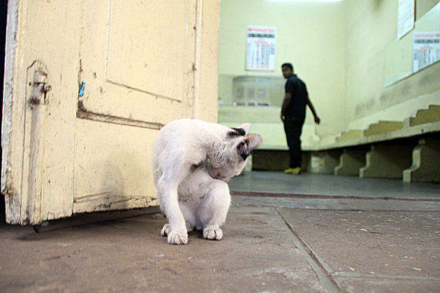 Train station cat in Sri Lanka