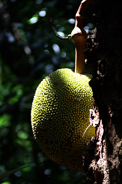 Wild fruits Sir Lanka