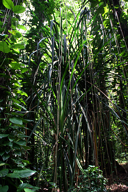 Jungle plants Sri Lanka