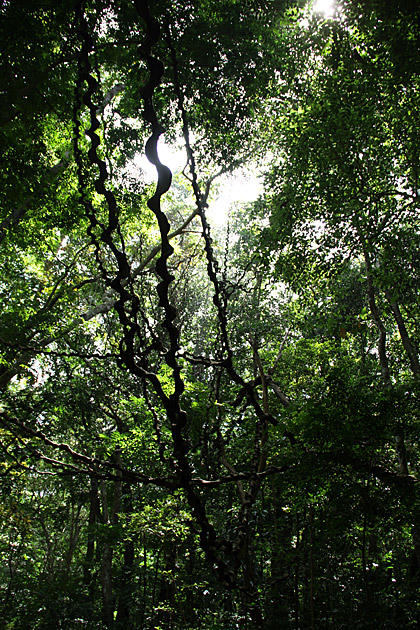 Deep forrest Sir Lanka