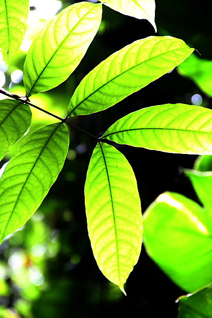 Green Leaf Sir Lanka