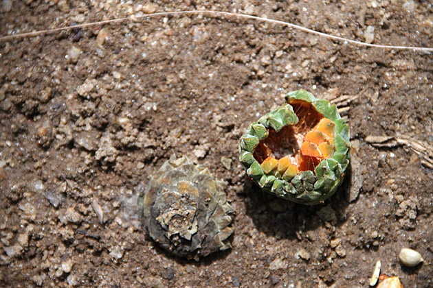 weird fruit Sri Lanka