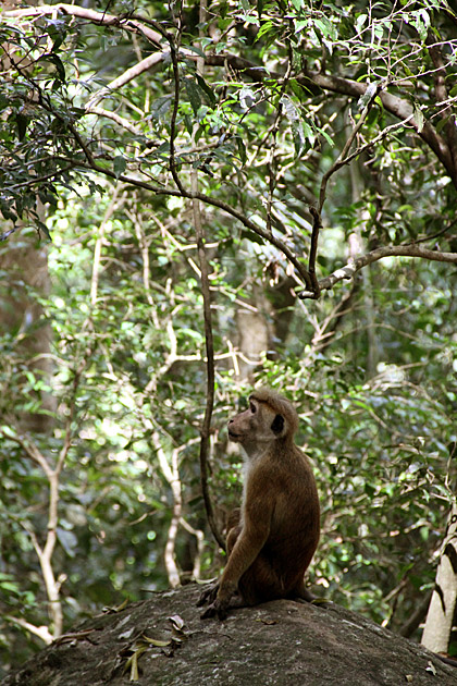 Udawattakele monkey