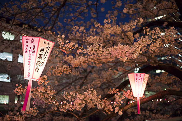 Sakura, Sakura: The Cherry Blossoms of Tokyo – Tokyo For 91 Days