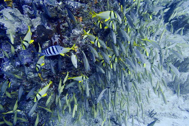 05%20Diving%20Puerto%20Morelos%20Fish%20Market%20%20Diving%20In%20Puerto%20Morelos%20Fish%20Market%2020140117%20for91days.com