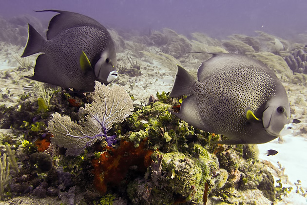 09%20Diving%20Puerto%20Morelos%20Fish%20Market%20%20Diving%20In%20Puerto%20Morelos%20Fish%20Market%2020140117%20for91days.com