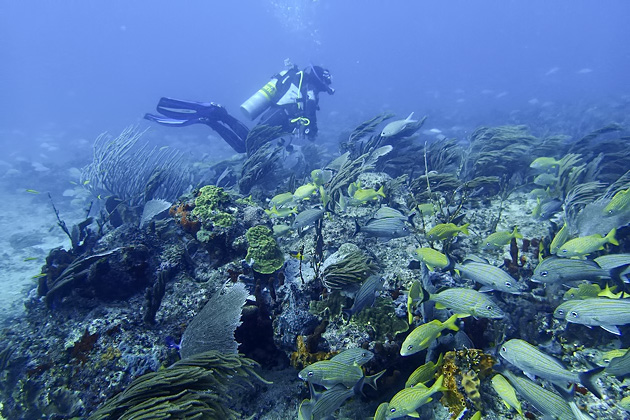 20%20Diving%20Puerto%20Morelos%20Fish%20Market%20%20Diving%20In%20Puerto%20Morelos%20Fish%20Market%2020140117%20for91days.com