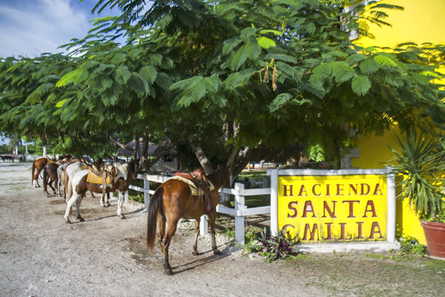 Horse%20Back%20Riding%20Cozumel%2001Horse%20Back%20Riding%20Cozumel%2020131125%20for91days.com