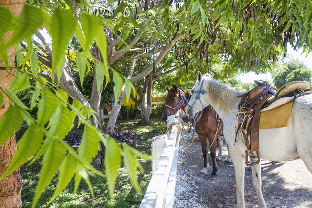 Horse%20Back%20Riding%20Cozumel%2005Horse%20Back%20Riding%20Cozumel%2020131125%20for91days.com