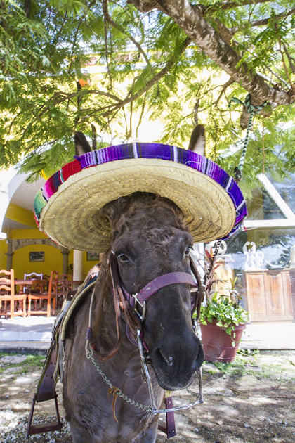 Rancho Buenavista - On Horseback Through Cozumel - The Yucatan For 91 Days