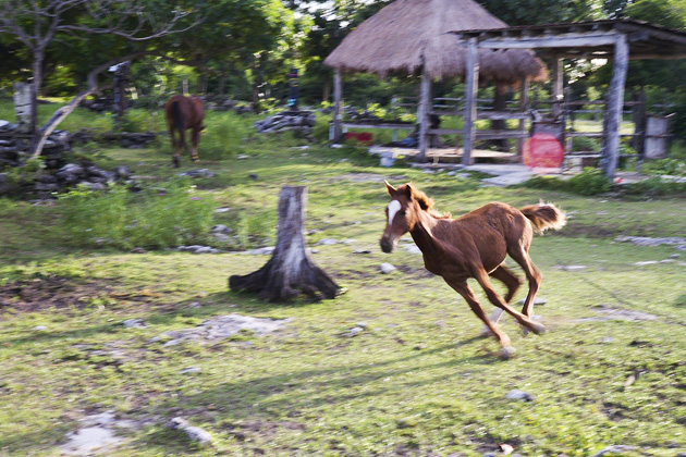 Rancho Buenavista - On Horseback Through Cozumel - The Yucatan For 91 Days