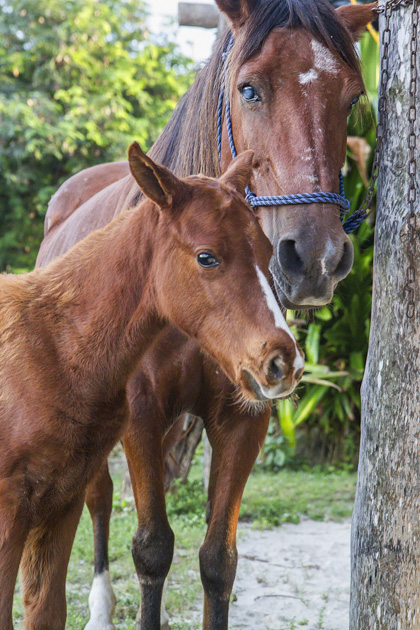 Horse%20Back%20Riding%20Cozumel%2025Horse%20Back%20Riding%20Cozumel%2020131125%20for91days.com