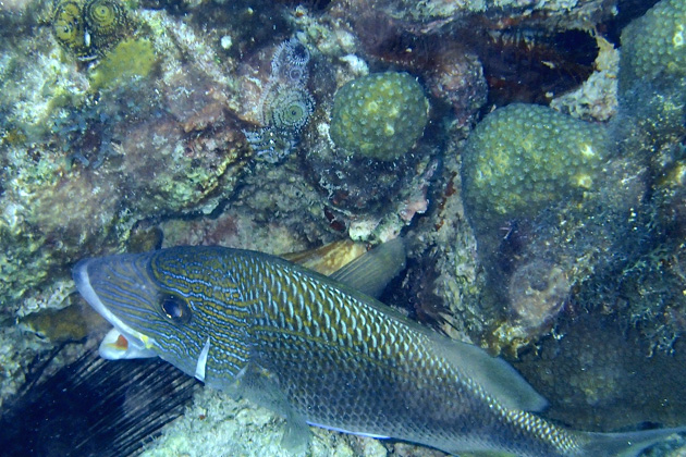 21%20Isla%20Mujeres%20Underwater%20Museum%20Manchones%20Reef%20Diving%20Isla%20Mujuere%2020131215%20for91days.com