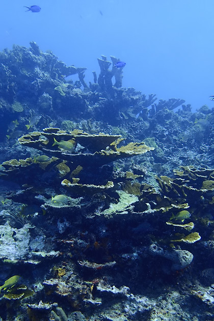 27%20Isla%20Mujeres%20Underwater%20Museum%20Manchones%20Reef%20Diving%20Isla%20Mujuere%2020131215%20for91days.com