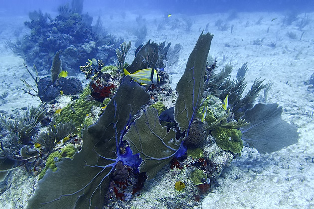 31%20Isla%20Mujeres%20Underwater%20Museum%20Manchones%20Reef%20Diving%20Isla%20Mujuere%2020131215%20for91days.com