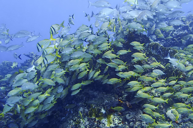 32%20Isla%20Mujeres%20Underwater%20Museum%20Manchones%20Reef%20Diving%20Isla%20Mujuere%2020131215%20for91days.com