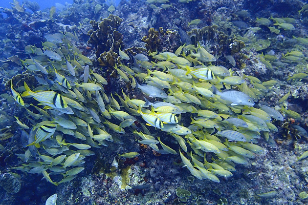 33%20Isla%20Mujeres%20Underwater%20Museum%20Manchones%20Reef%20Diving%20Isla%20Mujuere%2020131215%20for91days.com