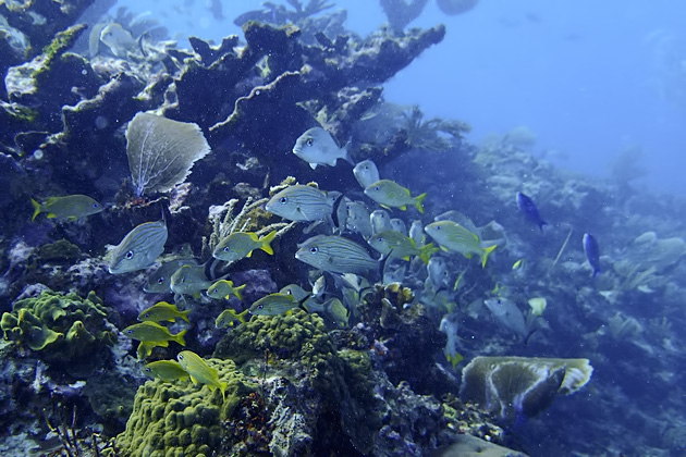 34%20Isla%20Mujeres%20Underwater%20Museum%20Manchones%20Reef%20Diving%20Isla%20Mujuere%2020131215%20for91days.com