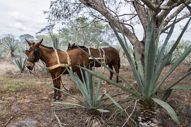 44%20Hacienda%20Sotuta%20de%20Peon%20Hacienda%20Sotuta%20de%20Peon%2020140124%20for91days.com