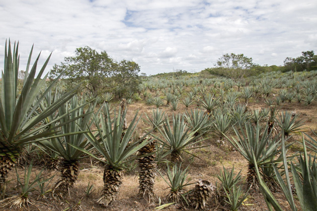 45%20Hacienda%20Sotuta%20de%20Peon%20Hacienda%20Sotuta%20de%20Peon%2020140124%20for91days.com