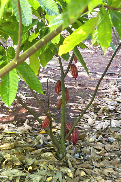 13%20The%20Eco Museum%20of%20Cocoa%20The%20Eco Museum%20of%20Cocoa%2020131207%20for91days.com