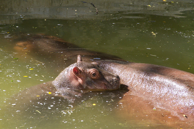 Zoo%20Merida%2026%2020131110%20for91days.com