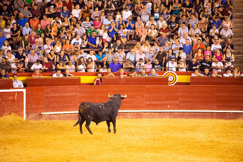 Bull Jumping Valencia