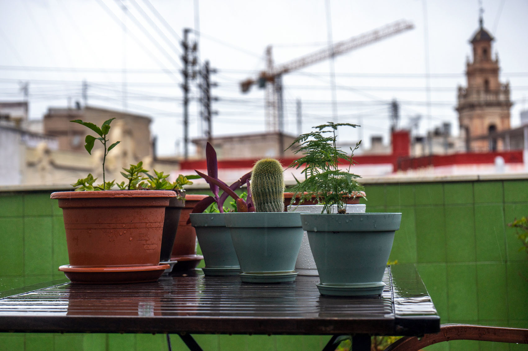 Terrace plants Rain