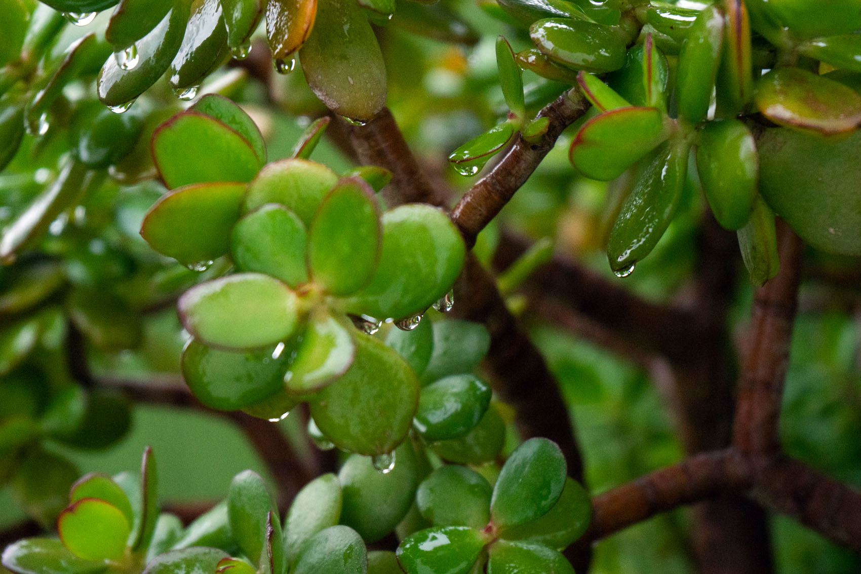 plants rain